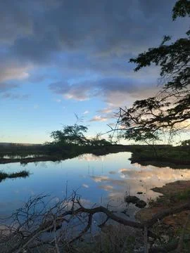 Mangroves Forest Ecosystem Cabo Rojo Pedernales Dominican Republic 스톡 사진