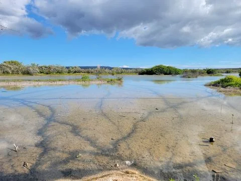Mangroves Forest Ecosystem Cabo Rojo Pedernales Dominican Republic 스톡 사진