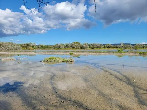 Mangroves Forest Ecosystem Cabo Rojo Pedernales Dominican Republic 스톡 사진