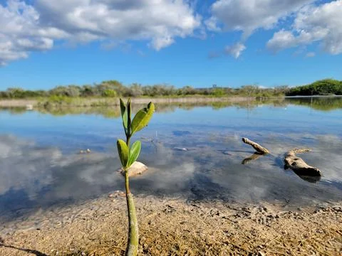 Mangroves Forest Ecosystem Cabo Rojo Pedernales Dominican Republic Stock Photos