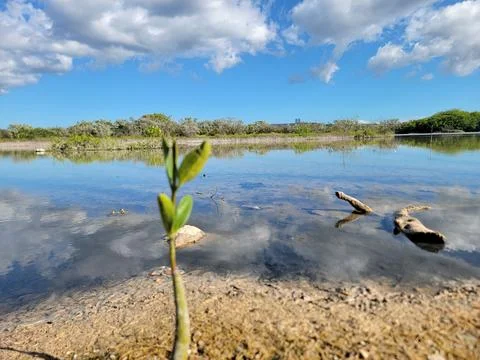 Mangroves Forest Ecosystem Cabo Rojo Pedernales Dominican Republic Stock Photos