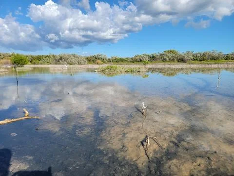 Mangroves Forest Ecosystem Cabo Rojo Pedernales Dominican Republic Stock Photos