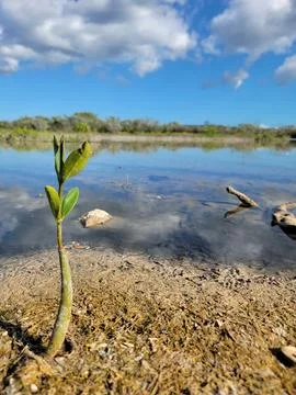 Mangroves Forest Ecosystem Cabo Rojo Pedernales Dominican Republic Stock Photos