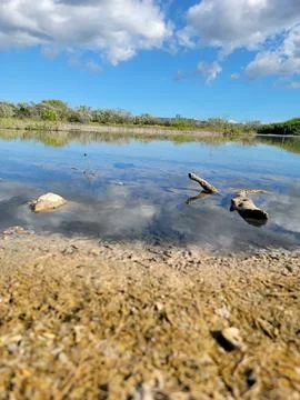 Mangroves Forest Ecosystem Cabo Rojo Pedernales Dominican Republic 스톡 사진