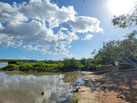 Mangroves Forest Ecosystem Cabo Rojo Pedernales Dominican Republic Stock Photos