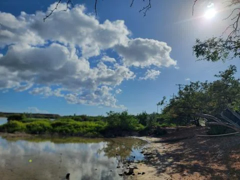 Mangroves Forest Ecosystem Cabo Rojo Pedernales Dominican Republic Stock Photos