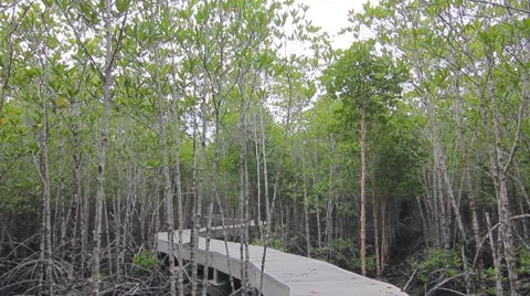Mangroves forest Stock Footage 56714844