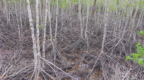 Mangroves forest Video stock 56715011