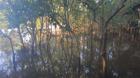 Mangroves forest Stock Footage 56715426