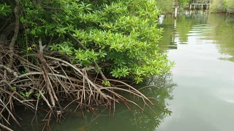 Mangroves forest in Green, camera panning. Stock Footage 57485983
