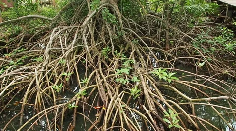 Mangroves forest in Green, camera tilt. Stock Footage 57490891