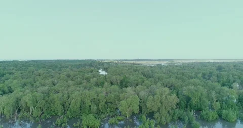 Mangroves forest on the lower Ruvu estuary Stock Footage 165657939