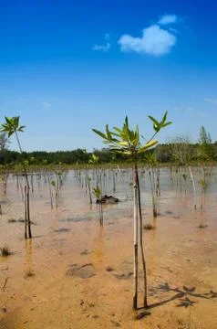 Mangroves forest 写真素材