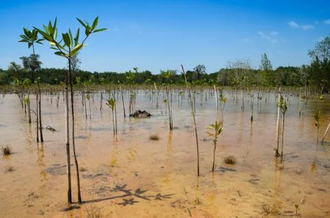 Mangroves forest Stock-Fotos