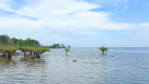 Mangroves growing on the beach Video stock 211786997