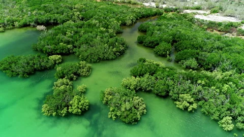 Mangroves at high tide Stock Footage 148342660