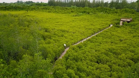 Mangroves inTung Prong Thong or Golden Mangrove Field Stock Footage 91953053