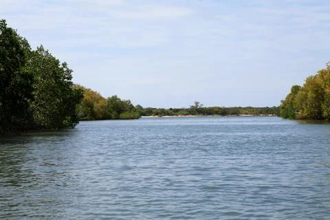 Mangroves in kenya Stock-Fotos