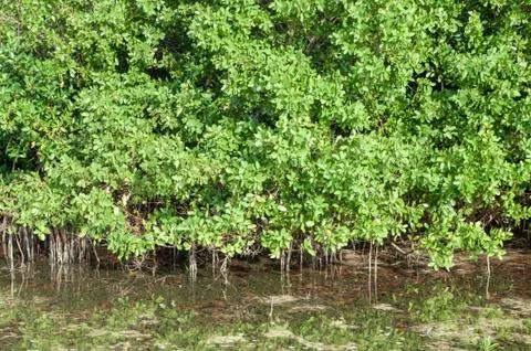 Mangroves in lagoon Stock Photos