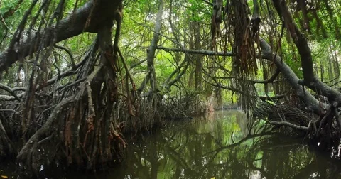 Mangroves massive root system exposed in low tide. River channel in Asia forest Stock Footage 73767340