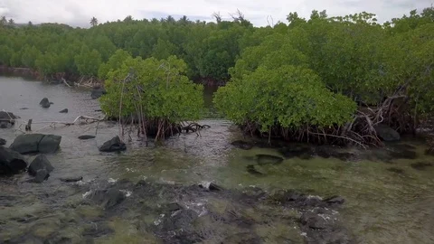 Mangroves MS Aerial Stock Footage 105322075