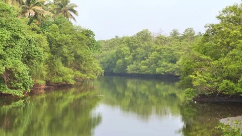 Mangroves over a river in india Stock Footage 262727373