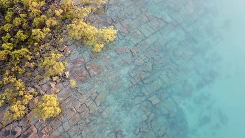 Mangroves over rock Stock Footage 95745079