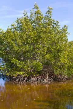 Mangroves Stock Photos