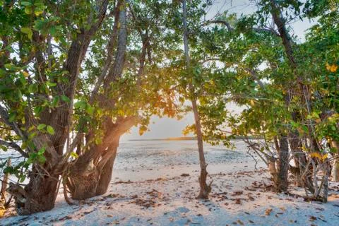 Mangroves Stock Photos