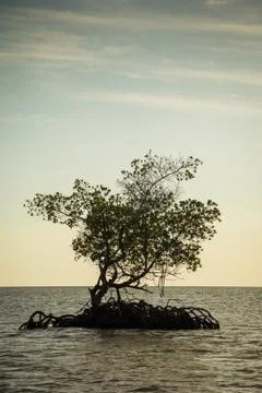 Mangroves 库存照片