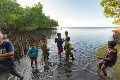 Mangroves Stock Photos