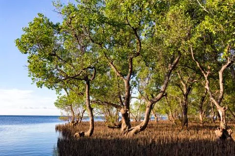 Mangroves Stock Photos