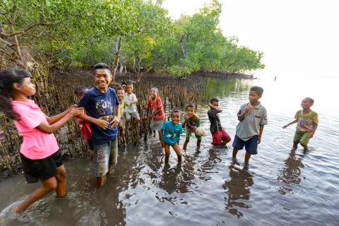 Mangroves Stock Photos