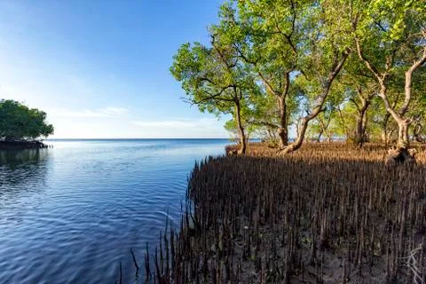 Mangroves Stock Photos
