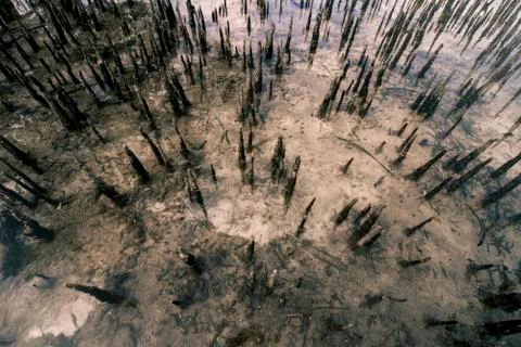 Mangroves. Stock Photos