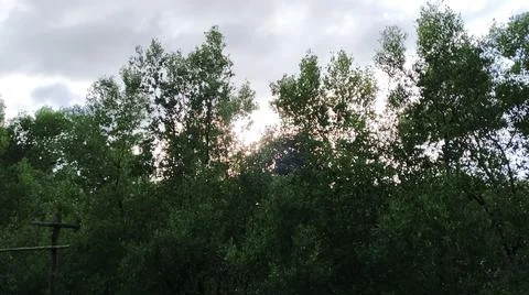 Mangroves Stock Photos