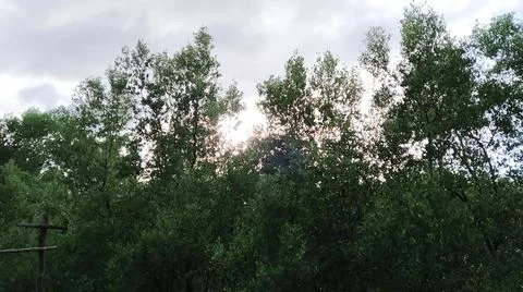 Mangroves Stock Photos