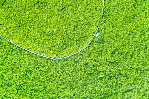 Mangroves Stock Photos