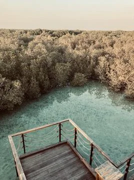 Mangroves Stock Photos