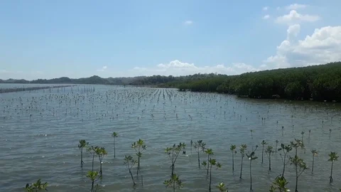 Mangroves plants Stock Footage 113345867