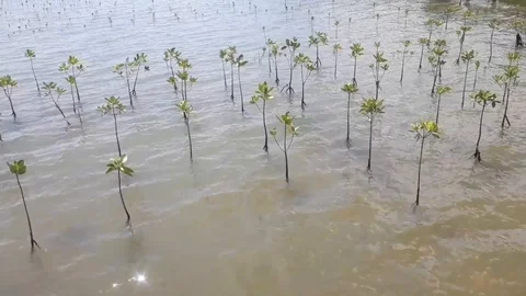 Mangroves plants Stock Footage 113346066