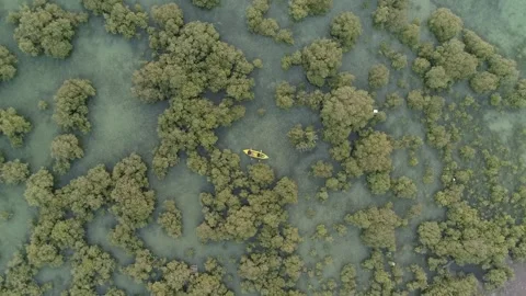 Mangroves of Qata 스톡 동영상 300347005