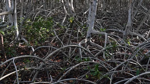 Mangroves in a rainforest Stock Footage 125703059