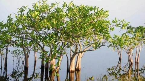 Mangroves in River 動画素材 477816
