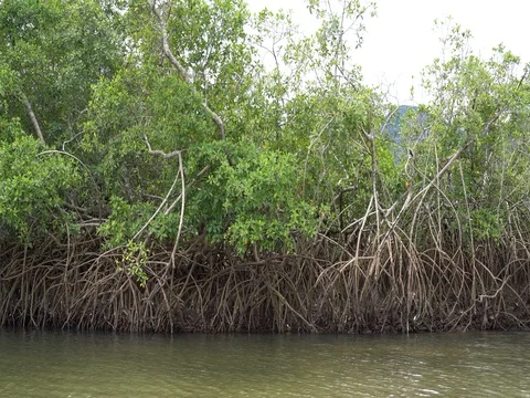 Mangroves in river in Sierra Leone Stock Footage
