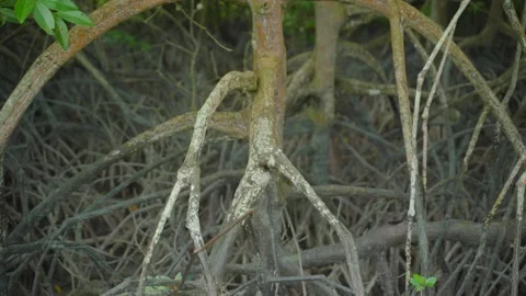Mangroves Root System Stock Footage 158243189