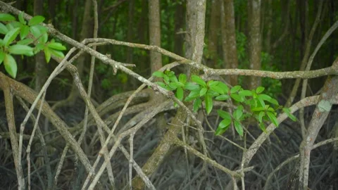 Mangroves Root System Video stock 158244526