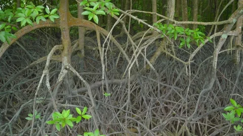 Mangroves Root system Stock Footage 158244776