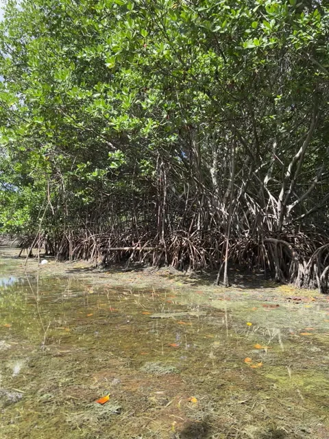 Mangroves in shallow water Stock Footage 277913230