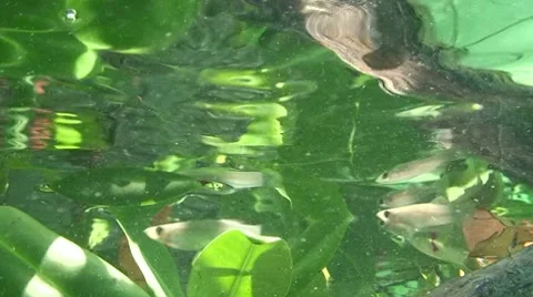 Mangroves with small fish Stock Footage 7138404